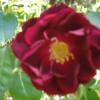 Picture 025