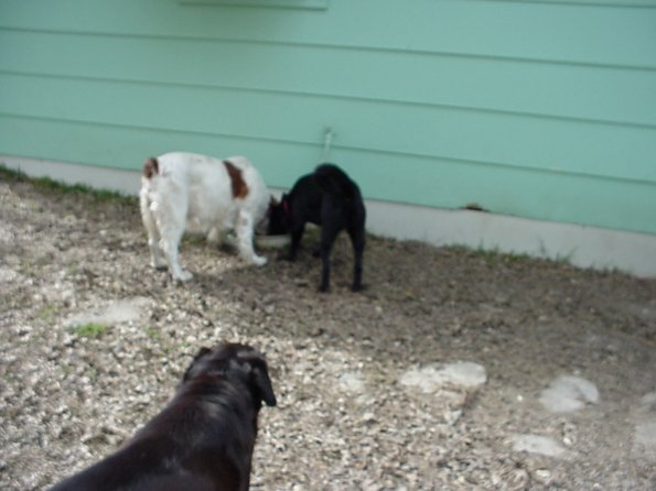 3 dogs