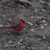 cardinal 2