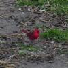 cardinal 3