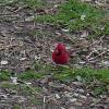 cardinal 5