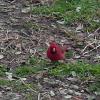 cardinal 6