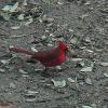 cardinal 7