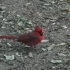 cardinal 8