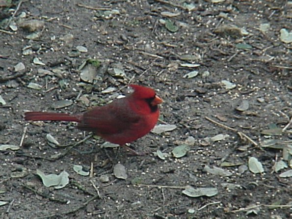 cardinal 8