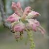 oak flower 1