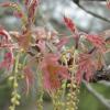oak flower 2