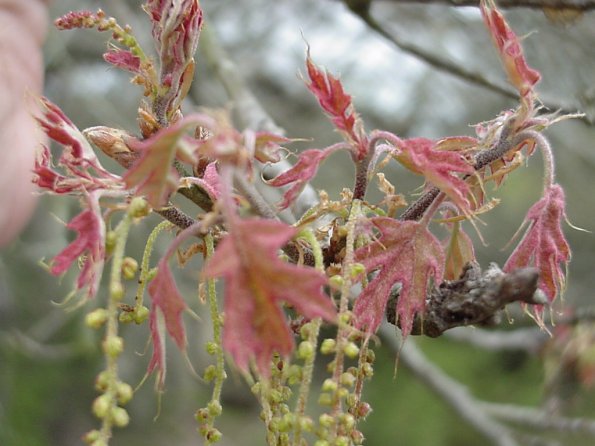 oak flower 2