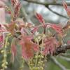 oak flower 3