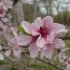 peach flower 1