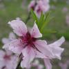 peach flower 2
