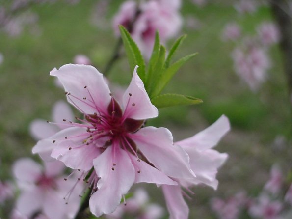 peach flower 2