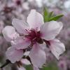 peach flower 3