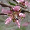 peach flower 4