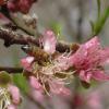 peach flower 5