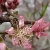 peach flower 6