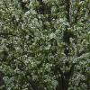 pear bloom 1