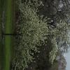 pear bloom 2