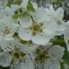 pear flower 1