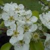 pear flower 2