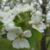 pear flower 3