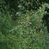 fd83-fullzoom-145f