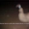 emu