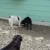 3 dogs