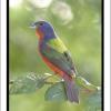 Painted+Bunting+2