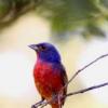 Painted+Bunting