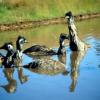 emus