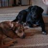 missy and penny 8-12