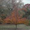 pear tree in fall