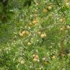 pears