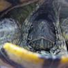 turtle097f