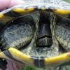 turtle098f