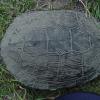 turtle099f