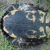 turtle100f
