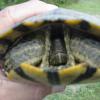 turtle101f
