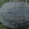 turtleback