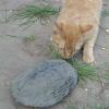 turtlecat