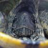 turtleface