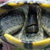 turtlehiss