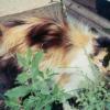 ugly cat